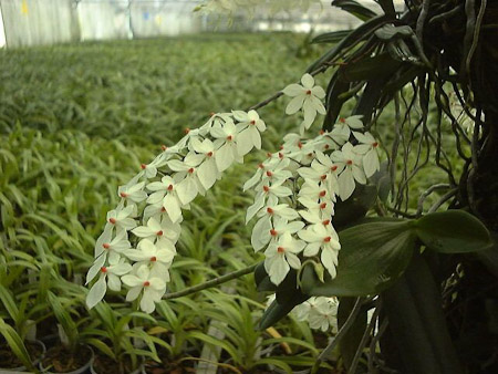 Aerangis rhodosticta plant