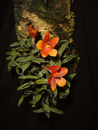 Dendrobium cuthbersonii rood